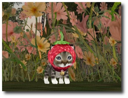 アバ) 子猫