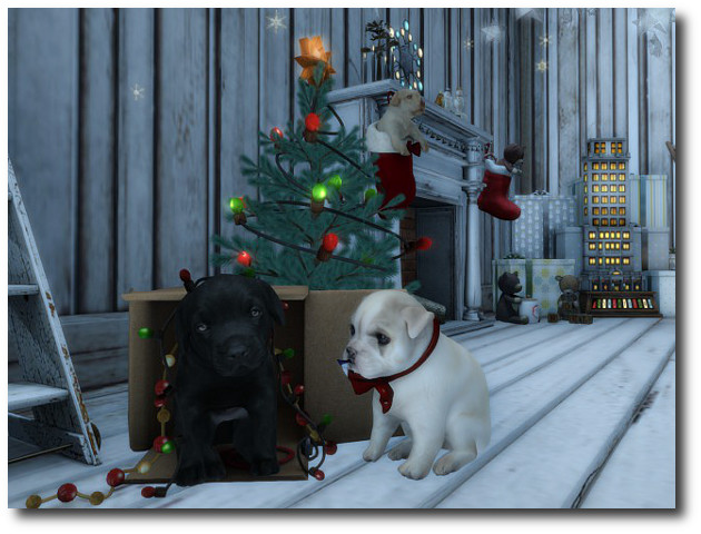 Christmas 2015 (3)