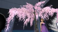 今日も夜桜営業です^^