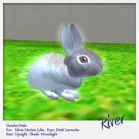 【Bunny Catalog】River