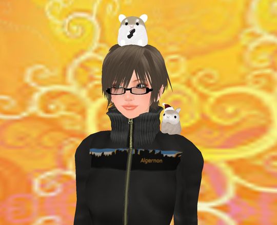 ちわわわわ