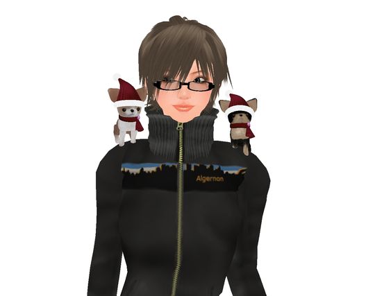 ちわわわわ
