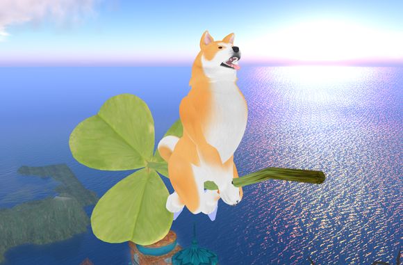 コインを求めて