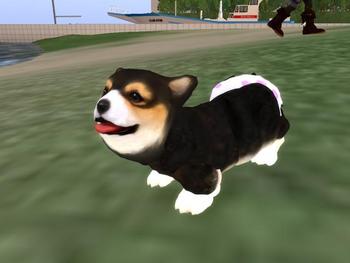 コーギー