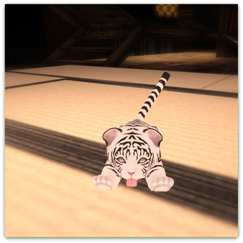 たたみの上のヌコ♪