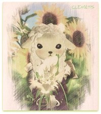 CLEMATIS ♪