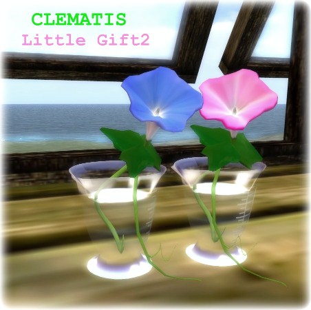 CLEMATIS ♪
