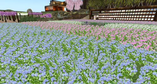 新作の紫陽花