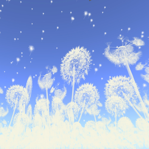 新作の綿毛