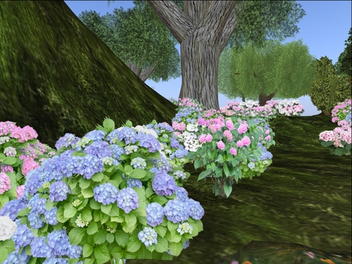 新作の紫陽花