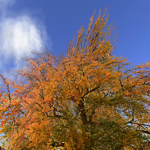 Autumn Tree A-Type