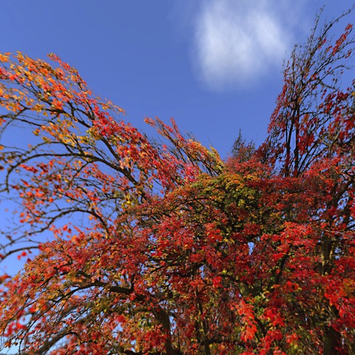 AutumnTree C-Type