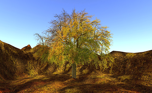 Autumn Tree D-Type