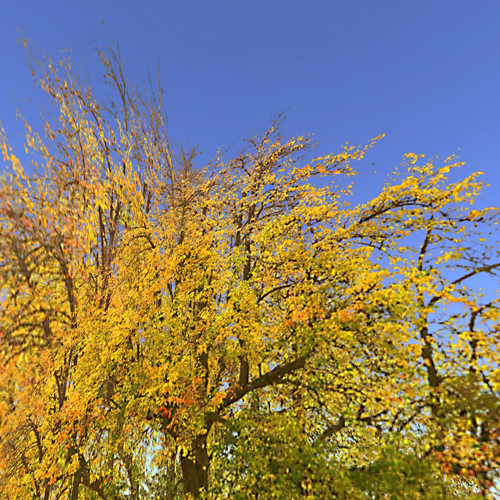 Autumn Tree D-Type