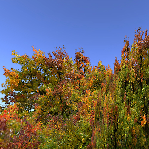Autumn Tree E-Type