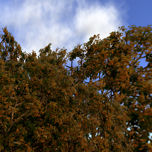 Autumn Tree F-Type