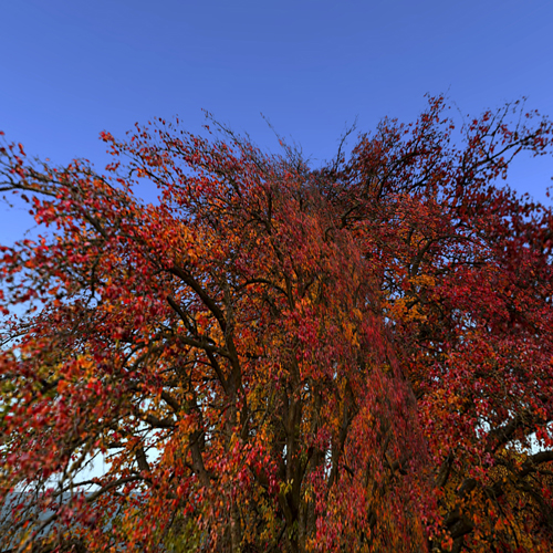 AutumnTree B-Type