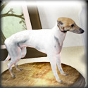 犬と牛のオブジェ 2011/07/04 09:06:14