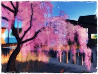 [お座布団でゆったり]Zilchで花見酒 2012/04/03 22:59:51