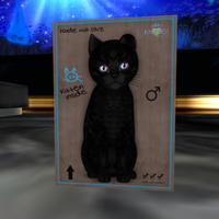 kittycatSの子猫産まれました～