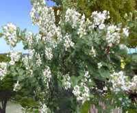 Little Gardenさん 2011/12/04 04:37:48