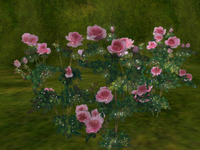 新しい薔薇 2011/11/11 22:14:48