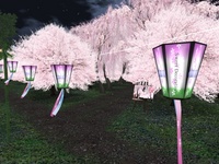 お花見の森でカフェやります 2009/03/25 00:02:54