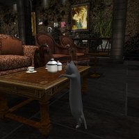 KOWLOONさんの猫（CAMP） 2015/05/02 08:32:37