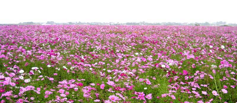 Memories of flower field